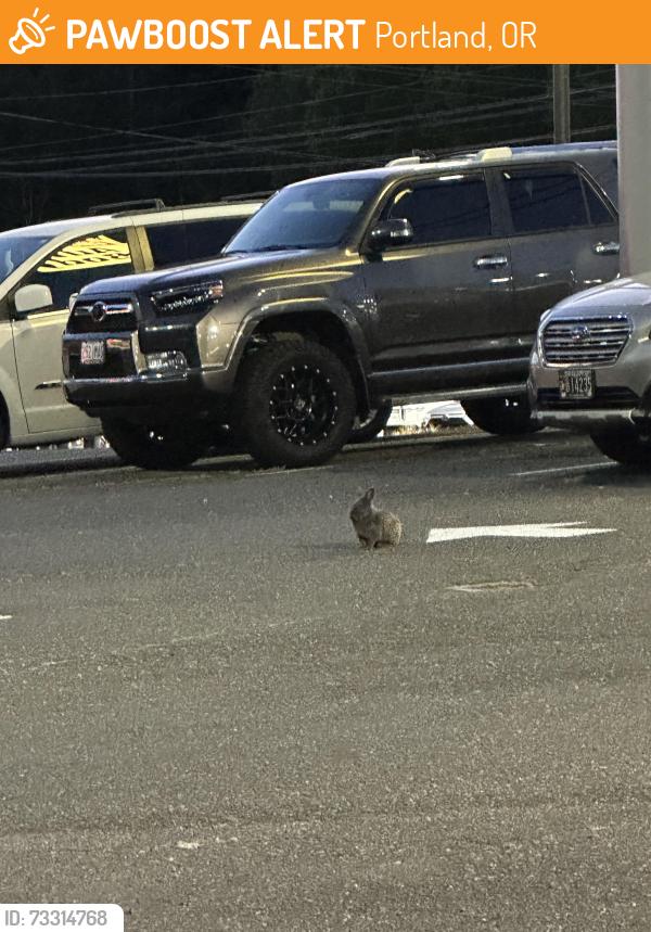 Found/Stray Unknown Rabbit last seen Corner of 93rd Avenue in Canyon road, Portland, OR 97223
