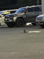 Found/Stray Unknown Rabbit last seen Corner of 93rd Avenue in Canyon road, Portland, OR 97223