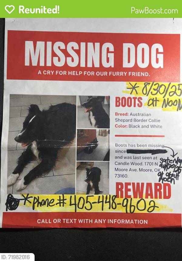 Reunited Male Dog last seen NW 17th St, Moore, OK 73160, USA, Moore, OK 73160