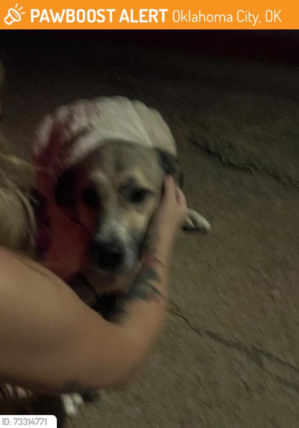 Found/Stray Female Dog last seen In neiborhood in front of fourstar across from 711, Oklahoma City, OK 73160