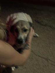 Found/Stray Female Dog last seen In neiborhood in front of fourstar across from 711, Oklahoma City, OK 73160