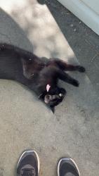 Lost Female Cat last seen Bunker Rd, Victoria, BC V9C 3B7