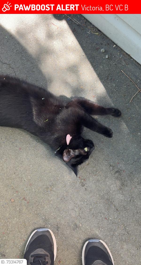 Lost Female Cat last seen Bunker Rd, Victoria, BC V9C 3B7