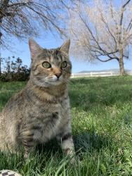 Lost Female Cat last seen Norton St/Moonlight Ave, El Paso, TX 79904