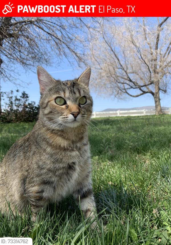 Lost Female Cat last seen Norton St/Moonlight Ave, El Paso, TX 79904