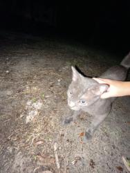 Found/Stray Unknown Cat last seen Near SW 184th Street Miami, FL 33177 United States, Miami, FL 33177