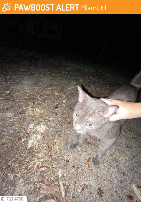 Found/Stray Unknown Cat last seen Near SW 184th Street Miami, FL 33177 United States, Miami, FL 33177