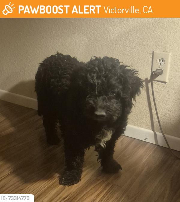 Found/Stray Unknown Dog last seen vista verde / luna rd, Victorville, CA 92392