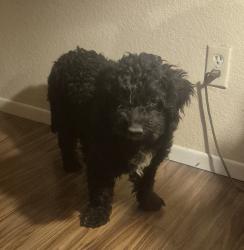 Found/Stray Unknown Dog last seen vista verde / luna rd, Victorville, CA 92392