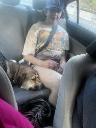 Reunited Male Dog last seen Near SW Canyon Rd, Portland, OR 97221, Portland, OR 97225