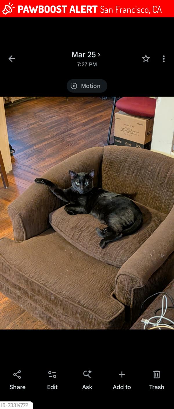 Lost Male Cat last seen 17th ave and Geary, San Francisco, CA 94121