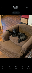 Lost Male Cat last seen 17th ave and Geary, San Francisco, CA 94121