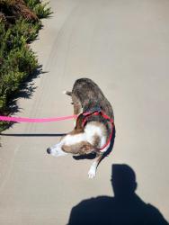 Found/Stray Male Dog last seen Ash rd, Piñon Hills, CA 92372