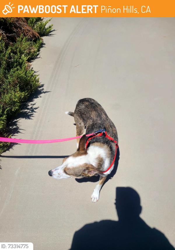 Found/Stray Male Dog last seen Ash rd, Piñon Hills, CA 92372