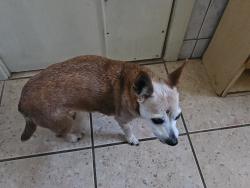 Lost Female Dog last seen Joseph Balderrama Park, Oceanside, CA 92058