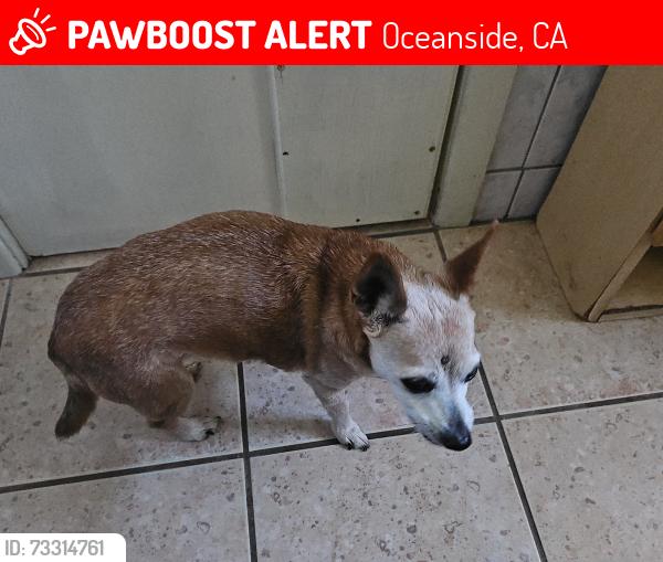 Lost Female Dog last seen Joseph Balderrama Park, Oceanside, CA 92058