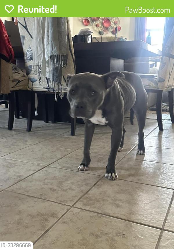 Reunited Female Dog last seen Paloma creek, Little Elm, TX 75068