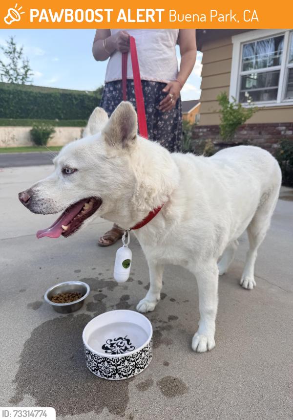 Found/Stray Female Dog last seen Emerywood Dr and Kenwood Dr, Buena Park, CA 90621