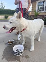 Found/Stray Female Dog last seen Emerywood Dr and Kenwood Dr, Buena Park, CA 90621