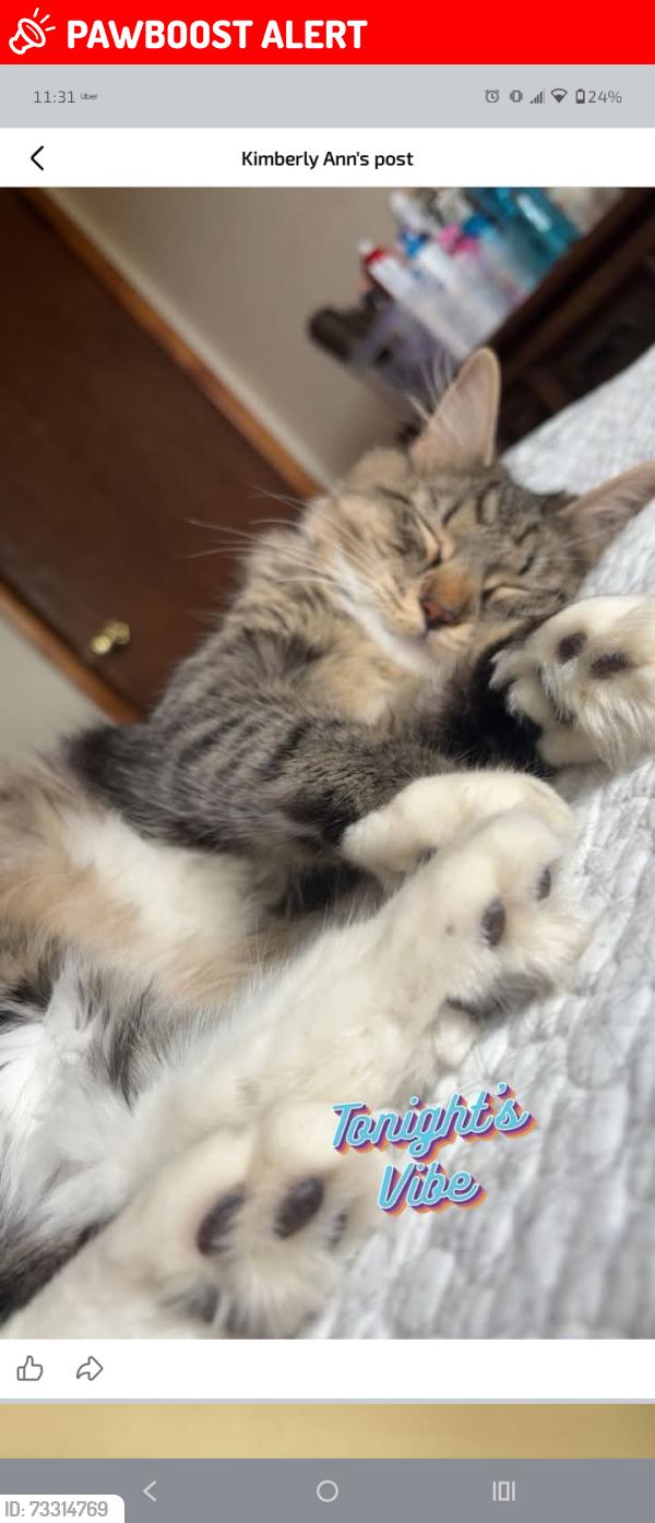 Lost Female Cat last seen Woodbridge Center Dr. Wegmans, Woodbridge Township, NJ 07095