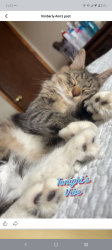 Lost Female Cat last seen Woodbridge Center Dr. Wegmans, Woodbridge Township, NJ 07095