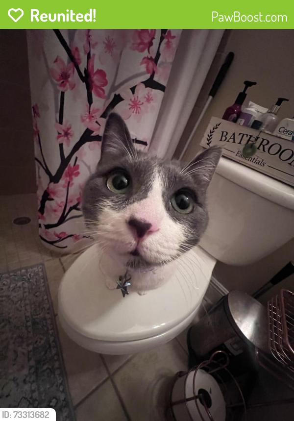Reunited Female Cat last seen Cypress lakes est drive, East Lake, FL 34688