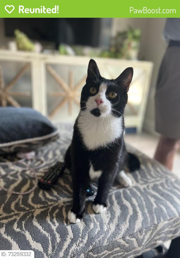 Reunited Male Cat last seen My apmt, Myrtle Beach, SC 29572