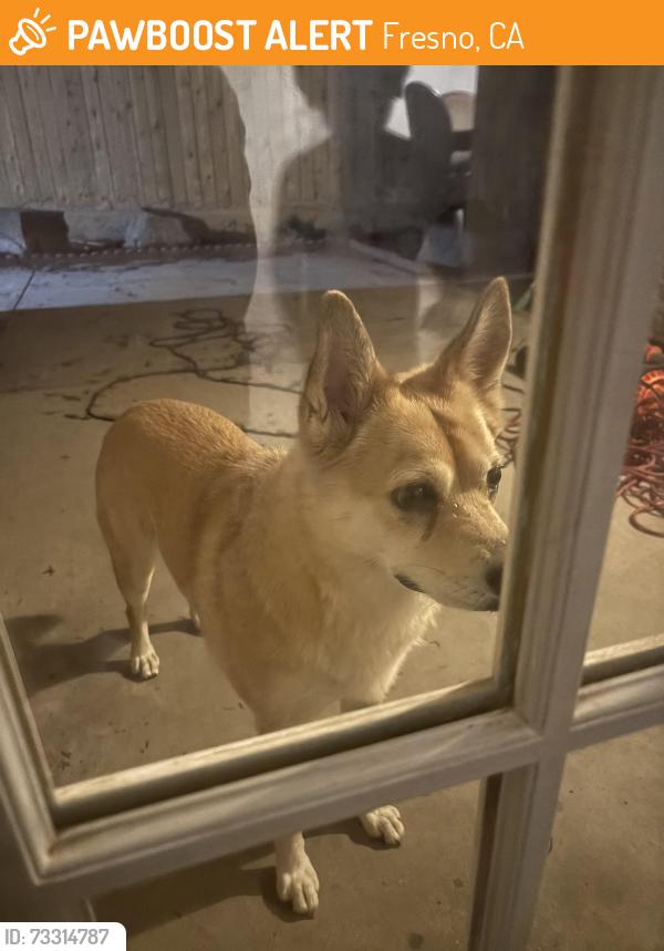 Found/Stray Female Dog last seen Near n prospect avenue, Fresno, CA 93711