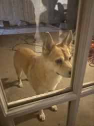 Found/Stray Female Dog last seen Near n prospect avenue, Fresno, CA 93711