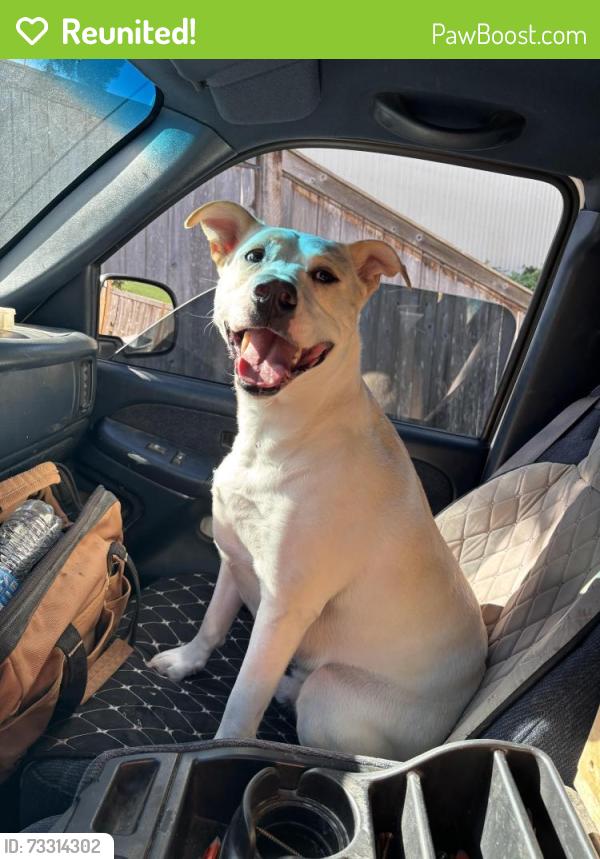 Reunited Male Dog last seen Swedish Emergency Room in Mill Creek, Everett, WA 98208