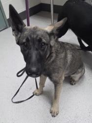 Shelter Stray Female Dog last seen Near 27th Ave, Oakland, CA, 1101 29th Ave, Oakland, CA 94601, USA