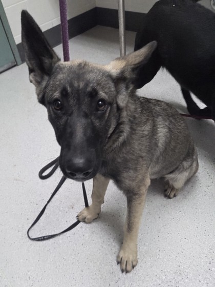 Shelter Stray Female Dog last seen Near 27th Ave, Oakland, CA, 1101 29th Ave, Oakland, CA 94601, USA