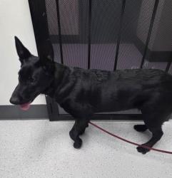 Shelter Stray Male Dog last seen Near 27th Ave, Oakland, CA, 1101 29th Ave, Oakland, CA 94601, USA