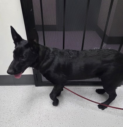 Shelter Stray Male Dog last seen Near 27th Ave, Oakland, CA, 1101 29th Ave, Oakland, CA 94601, USA
