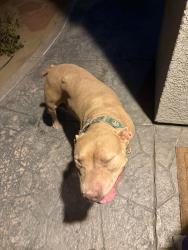 Reunited Female Dog last seen Avenida de las vistas, San Diego, CA 92154