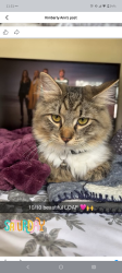 Lost Female Cat last seen Woodbridge Center Dr. Wegmans, Woodbridge Township, NJ 07095