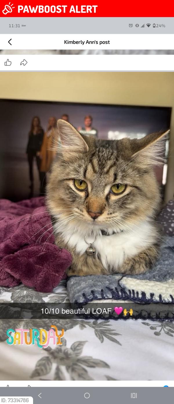 Lost Female Cat last seen Woodbridge Center Dr. Wegmans, Woodbridge Township, NJ 07095