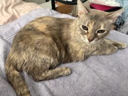 Lost Female Cat last seen Located at Chico Dr. near the intersection with El Monte Ave, Ventura, CA 93004