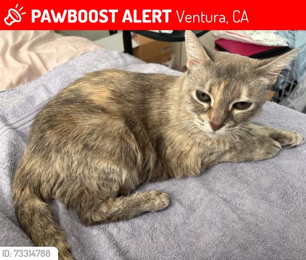 Lost Female Cat last seen Located at Chico Dr. near the intersection with El Monte Ave, Ventura, CA 93004