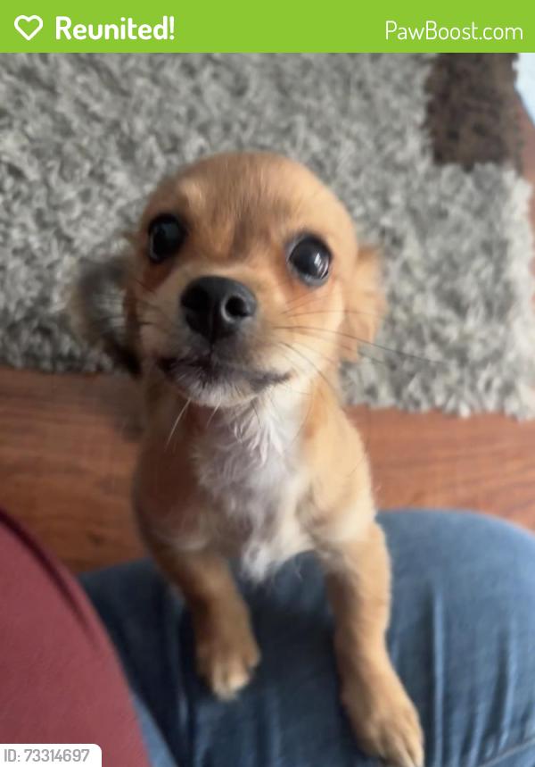Reunited Female Dog last seen Hellman Ave, Rosemead, CA 91770
