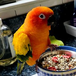 Lost Female Bird last seen TEMPE WICK RD.,CHERRY LANE, COREY LANE, Mendham Township, NJ 07926