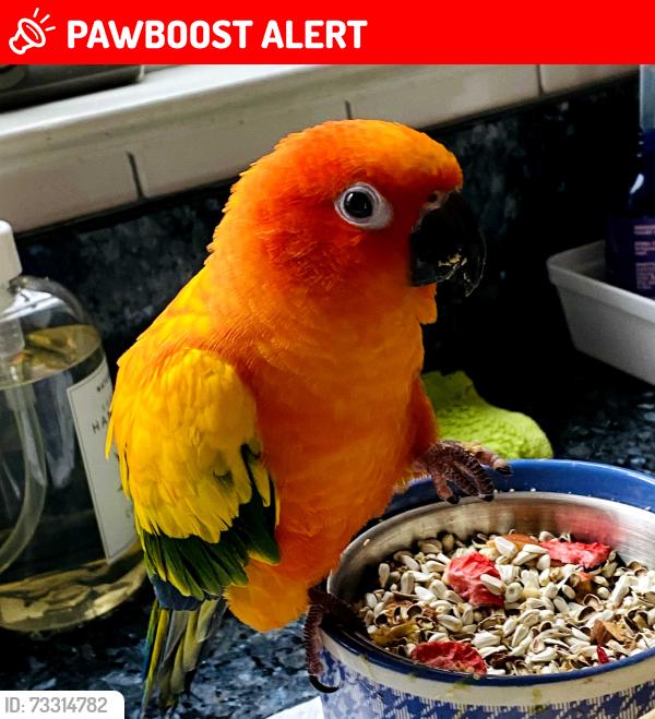 Lost Female Bird last seen TEMPE WICK RD.,CHERRY LANE, COREY LANE, Mendham Township, NJ 07926