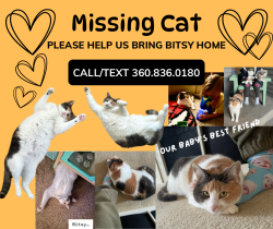Lost Female Cat last seen NW 11th Ave. & NW 104th St., Vancouver, WA 98685