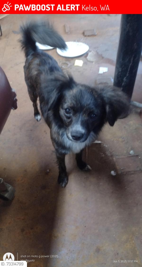Lost Female Dog last seen donation street Kelso, wa, Kelso, WA 98626