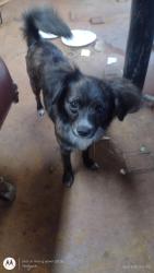 Lost Female Dog last seen donation street Kelso, wa, Kelso, WA 98626
