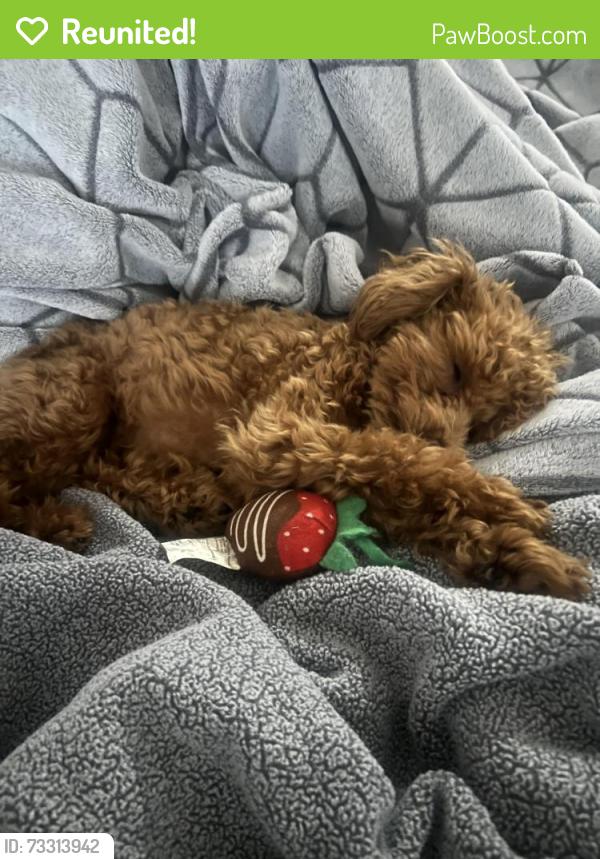 Reunited Male Dog last seen Near ne 16th Ave, Fort Lauderdale, FL 33304