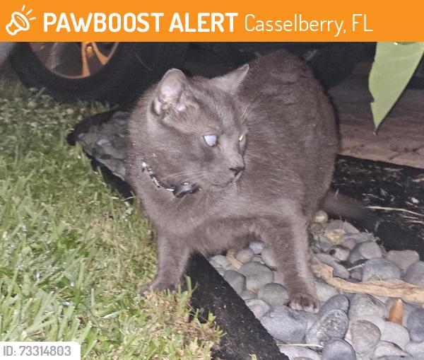 Found/Stray Unknown Cat last seen Plumosa and 17-92, Casselberry, FL 32707