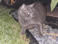 Found/Stray Unknown Cat last seen Plumosa and 17-92, Casselberry, FL 32707