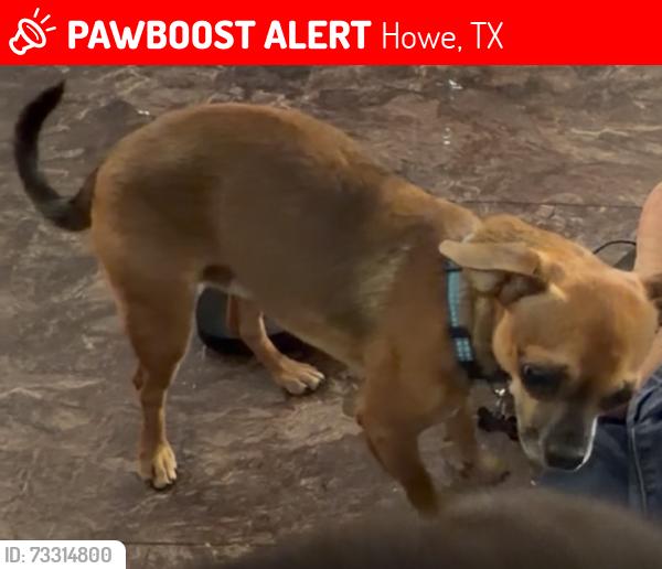 Lost Male Dog last seen Pradera homes in howe, Howe, TX 75459