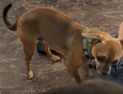Lost Male Dog last seen Pradera homes in howe, Howe, TX 75459